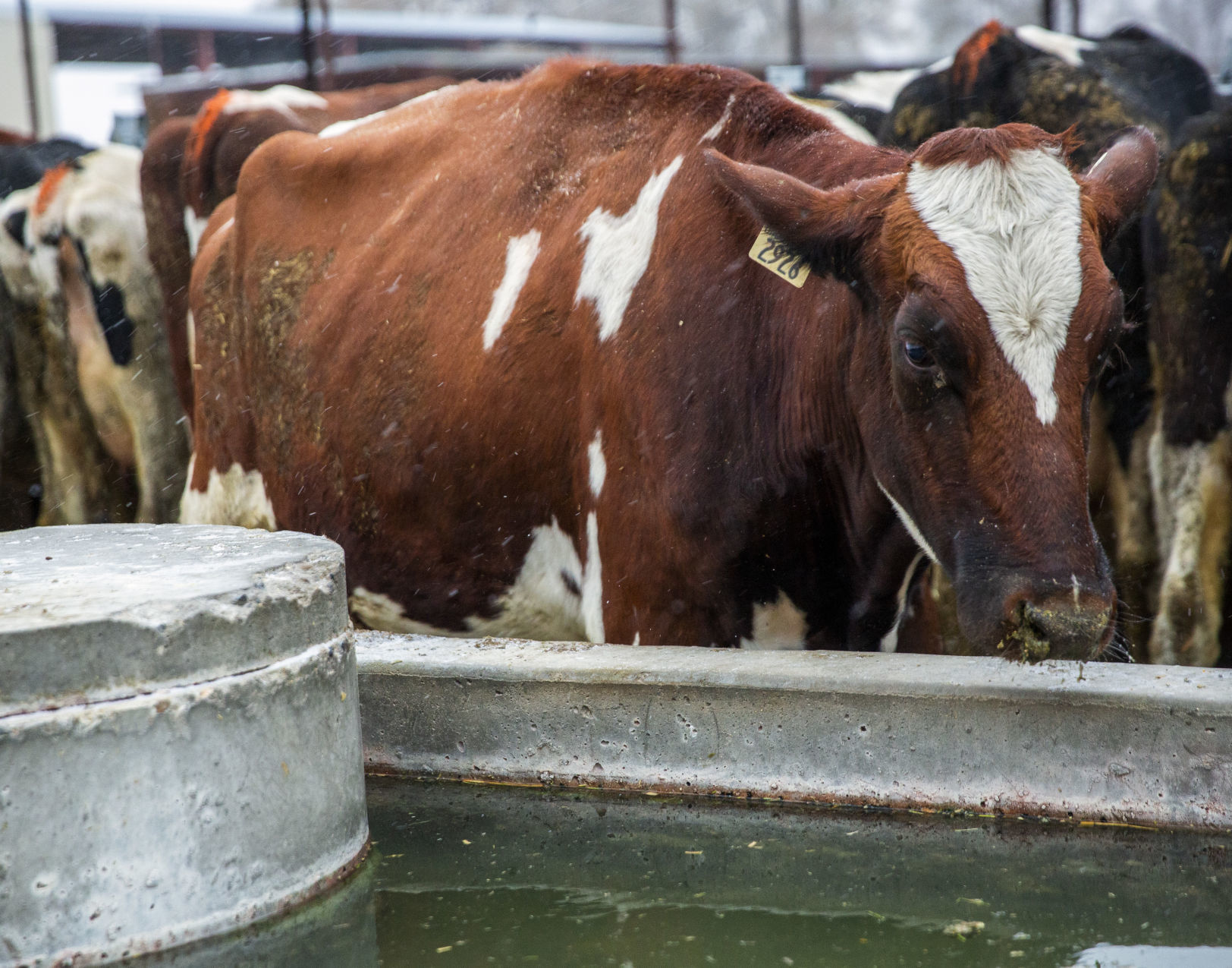 Michael Brubaker cares for his cows